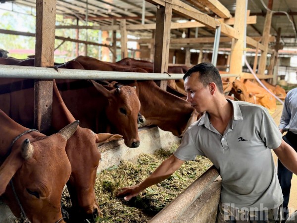 Hòa Sơn lan tỏa mô hình nuôi bò sinh sản trong hành trình giảm nghèo bền vững
